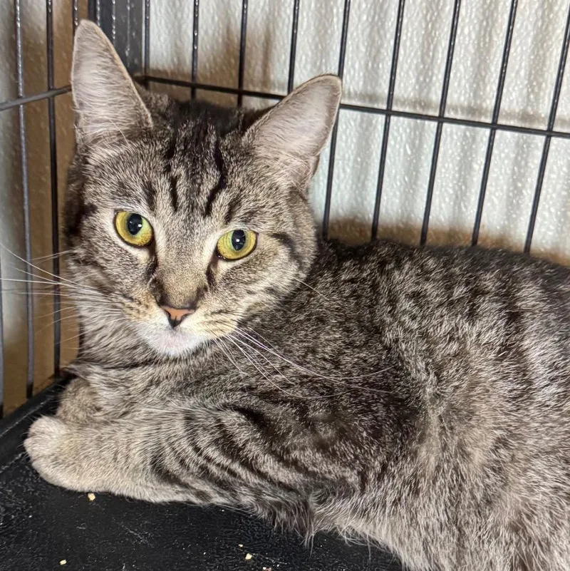A young medium-sized female Domestic Short Hair cat named Kela for adoption in Saginaw, MI