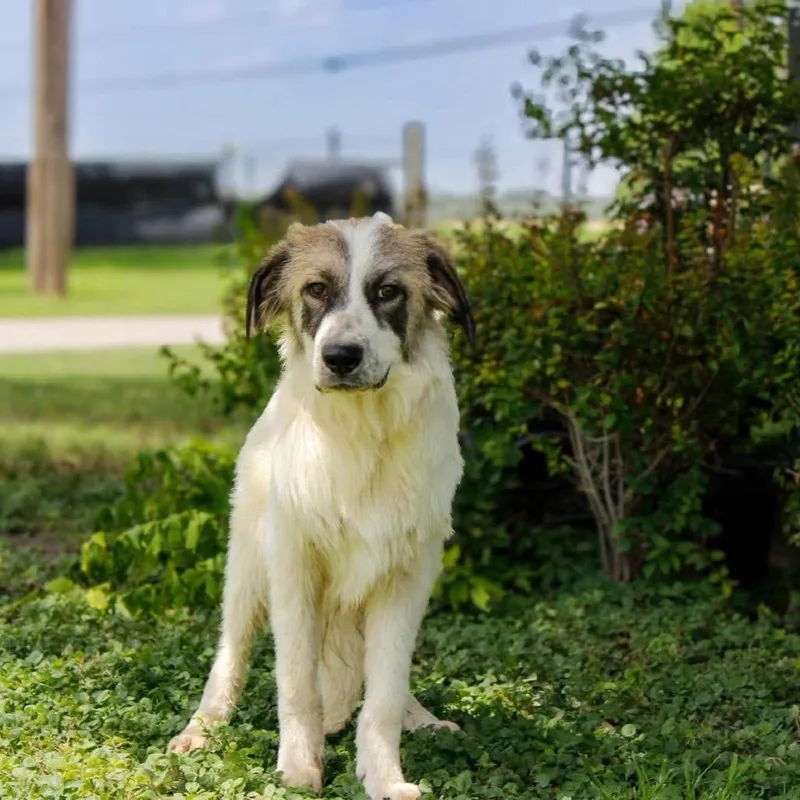 A baby large-sized male White / Cream Great Pyrenees dog named Mufasa JuM for adoption in Austin, TX