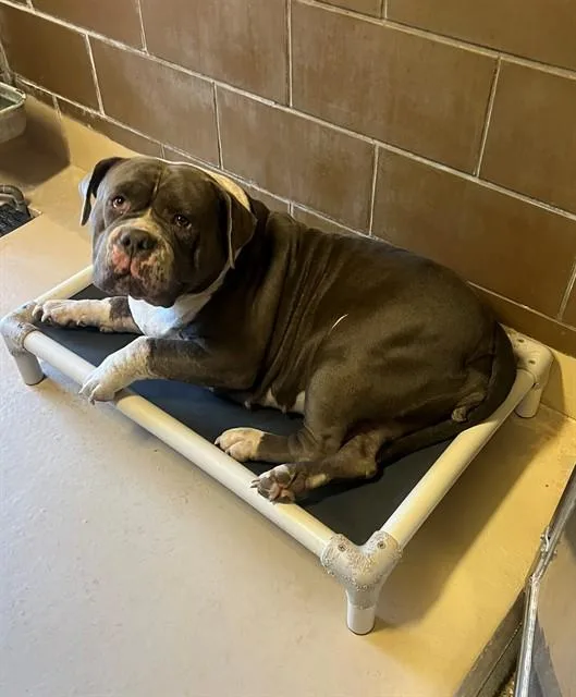 An adult extra large-sized female American Bulldog dog named Big Bertha for adoption in Blythe, CA