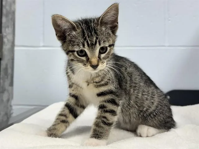 A baby small-sized female Domestic Short Hair cat named Diantha for adoption in Ames, IA