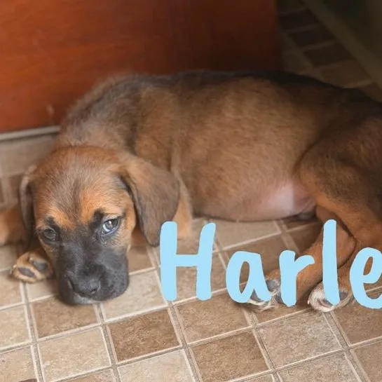 A baby medium-sized male Bicolor Pit Bull Terrier dog named Harley for adoption in Wilmington, IL