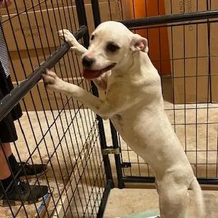 A young medium-sized female White / Cream Pit Bull Terrier dog named Luna for adoption in San Saba, TX