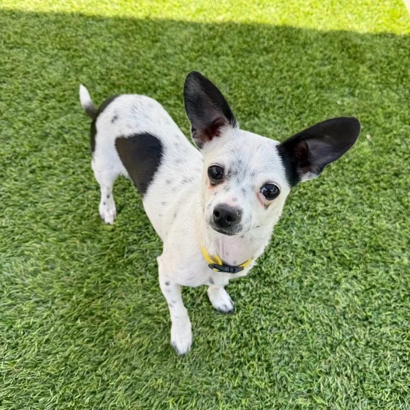 A baby small-sized female White / Cream Chihuahua dog named Gege for adoption in Agoura Hills, CA