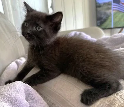 A baby small-sized female Black Domestic Short Hair cat named Queen Shadow for adoption in Kansas City, MO