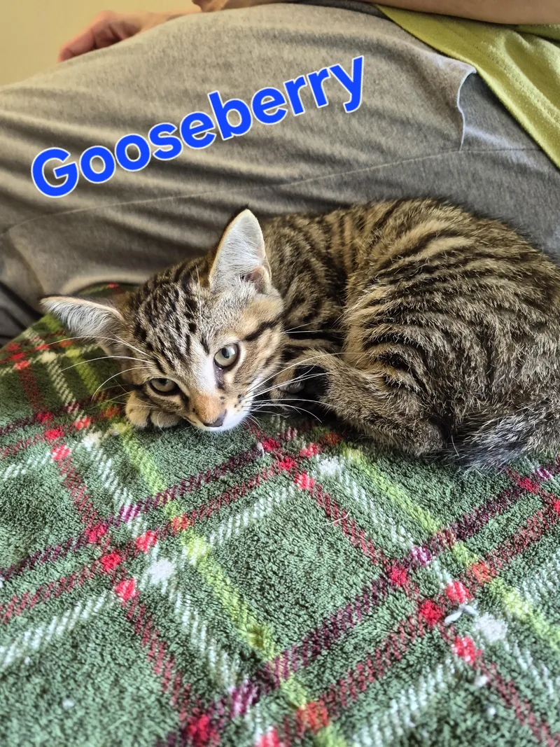 Gooseberry