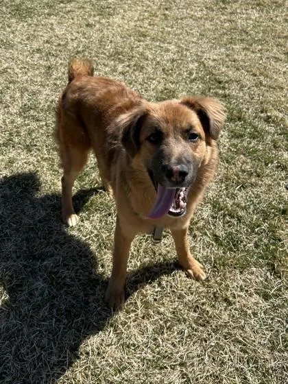 A young medium-sized female Mixed Breed dog named Reef for adoption in Missoula, MT