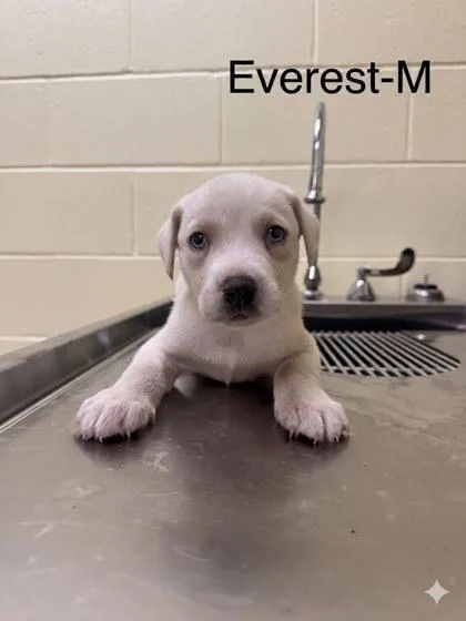 A baby small-sized male Mixed Breed dog named Everest for adoption in Guntersville, AL