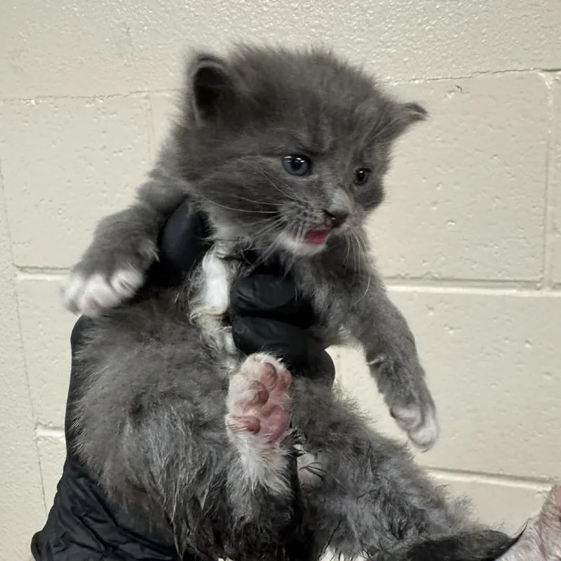A baby small-sized male Gray / Blue / Silver Domestic Long Hair cat named Baja Blast for adoption in Reno, NV