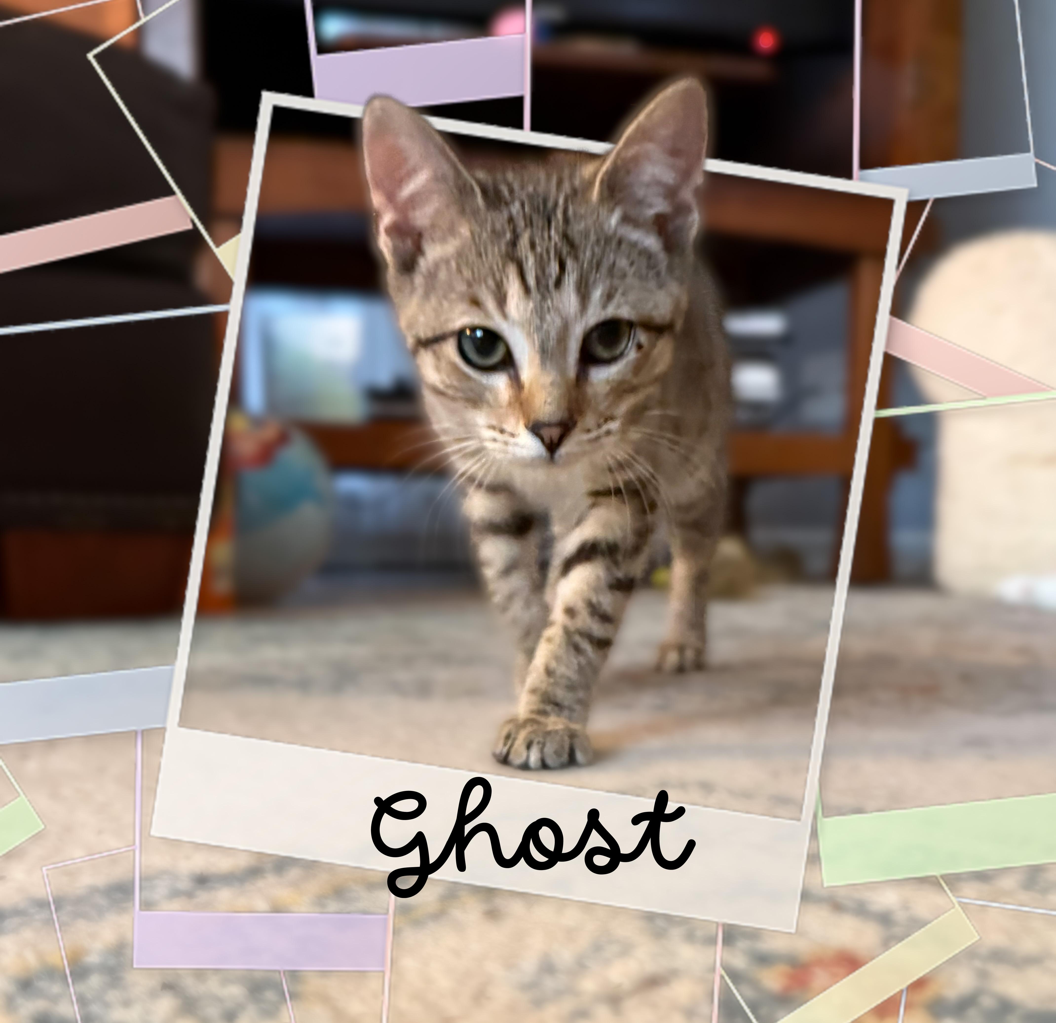 A young medium-sized male Buff / Tan / Fawn American Shorthair cat named Pumpkin and ghost for adoption in Charlotte, NC