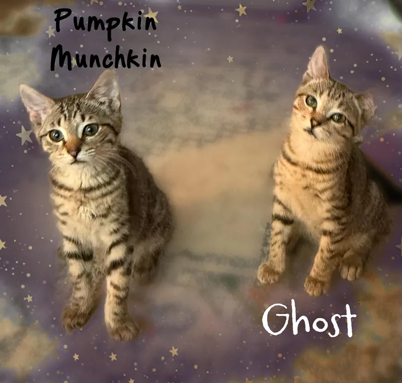 Pumpkin and ghost thumbnail 2