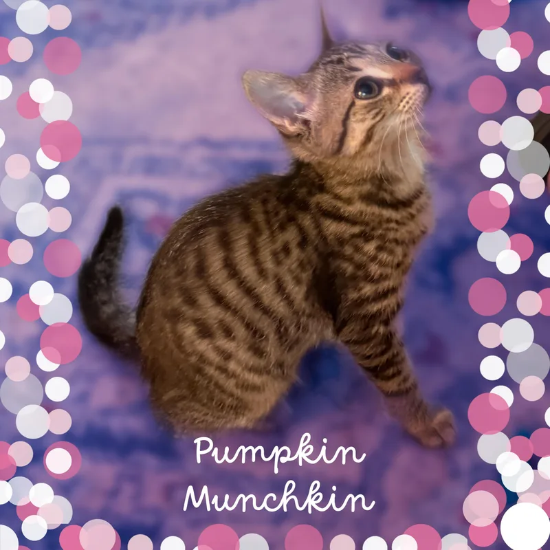 Pumpkin and ghost thumbnail 3