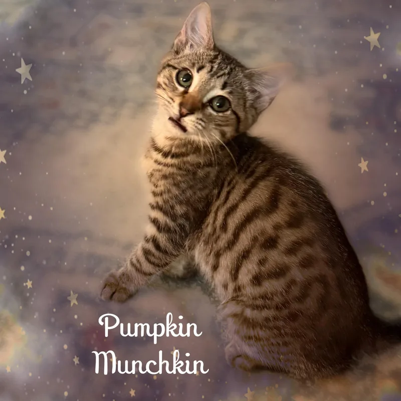 Pumpkin and ghost thumbnail 4