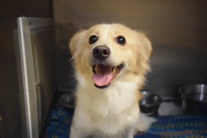 An adult small-sized female Spaniel dog named Hazel Nut for adoption in Pahrump, NV