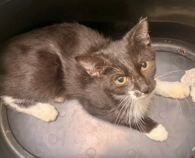 A baby medium-sized male Domestic Short Hair cat named Spartan for adoption in Augusta, GA
