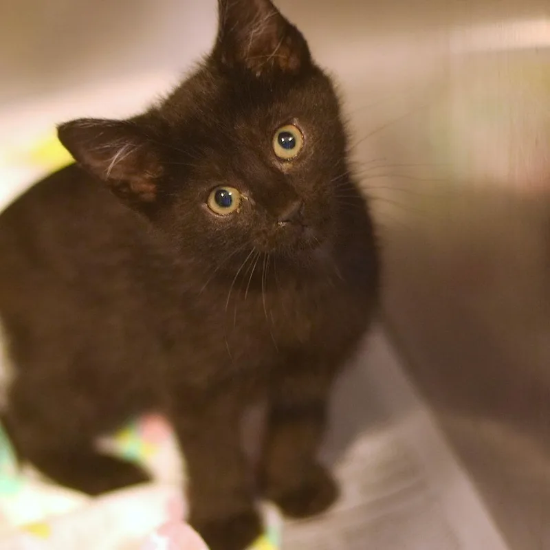 A baby small-sized male Black Domestic Short Hair cat named Copacabana for adoption in Belleville, IL