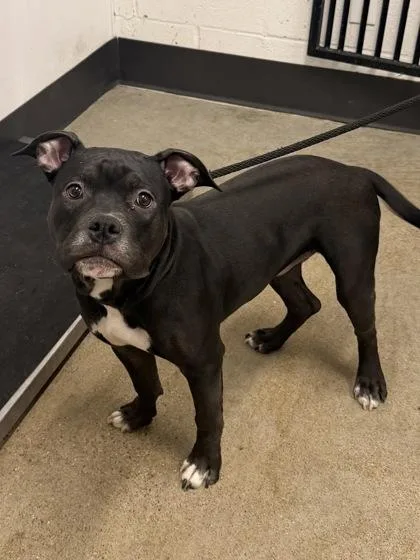 A baby medium-sized male Black Pit Bull Terrier dog named Bear Bear for adoption in Cleveland, OH