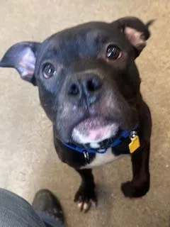 Bear Bear thumbnail 2