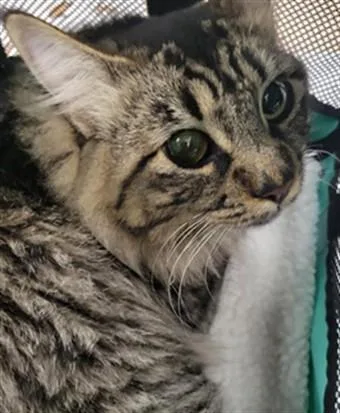 A young large-sized male Domestic Medium Hair cat named Axel for adoption in Van Nuys, CA