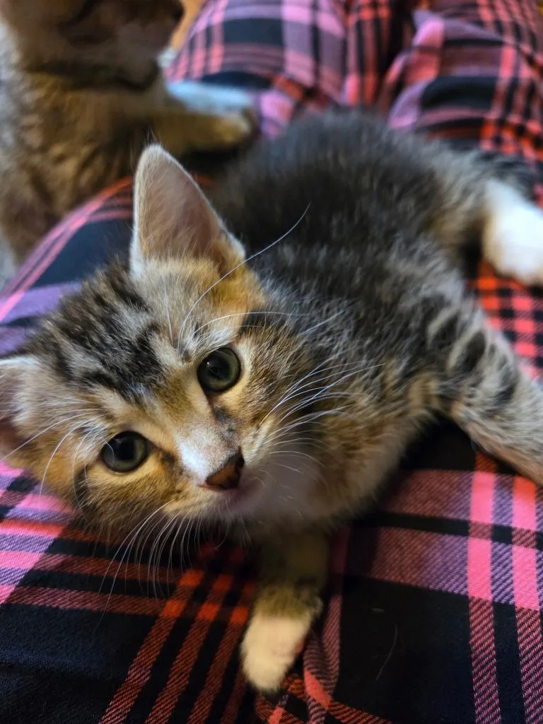 A baby medium-sized male Domestic Short Hair cat named Papi Bell for adoption in Windsor, CT