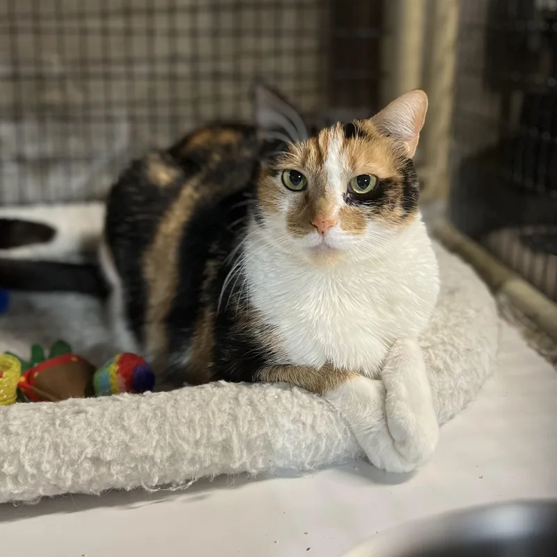 An adult large-sized female Calico Domestic Short Hair cat named Aurora for adoption in Lisbon, CT