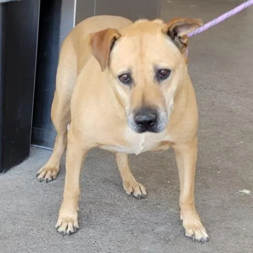A senior medium-sized female Yellow / Tan / Blond / Fawn Mixed Breed dog named Chloe for adoption in Las Cruces, NM