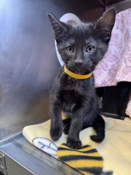 A baby small-sized male Domestic Short Hair cat named Jet for adoption in Shawano, WI