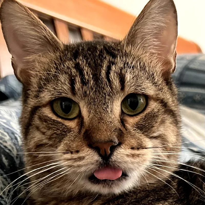 An adult medium-sized male Domestic Short Hair cat named Lucky Lou for adoption in Cumming, GA