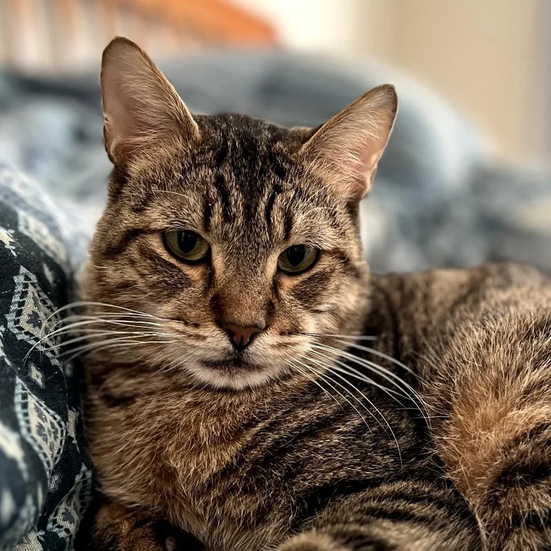 Lucky Lou thumbnail 2