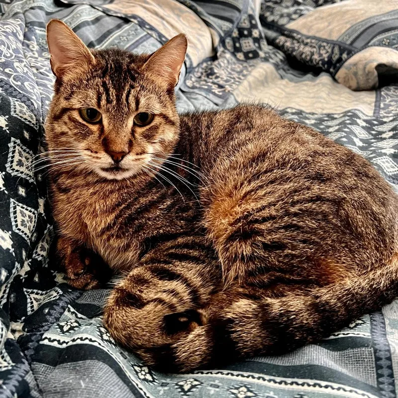 Lucky Lou thumbnail 4