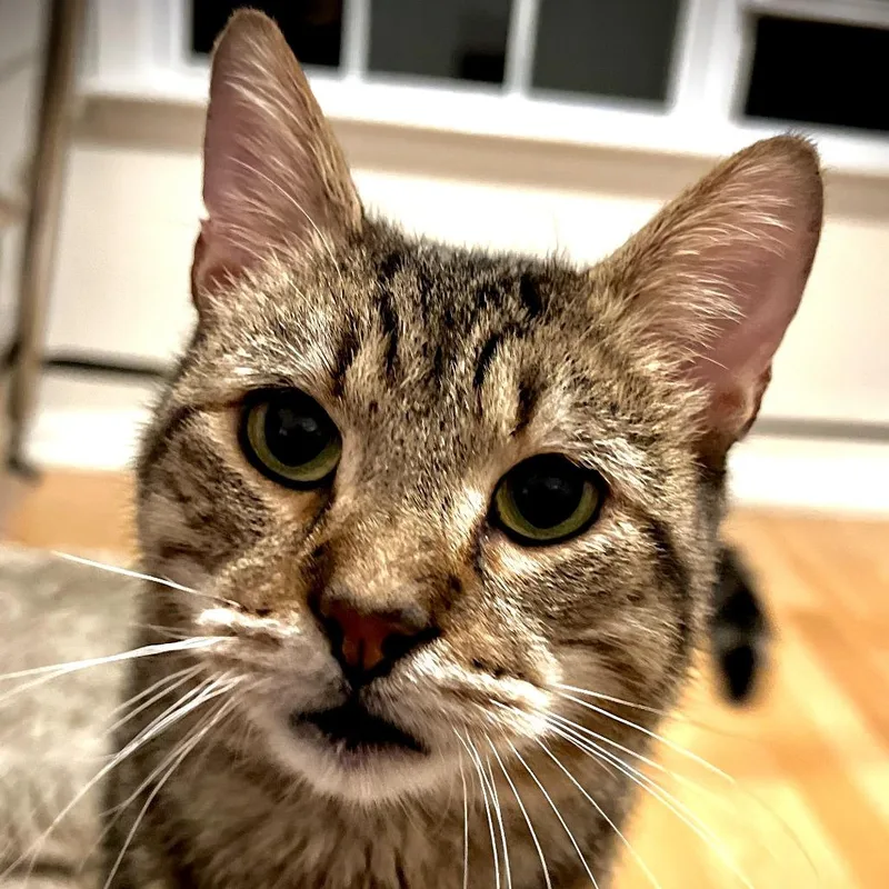 Lucky Lou thumbnail 5