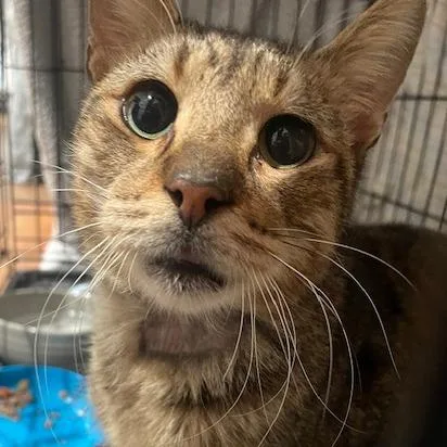 Lucky Lou thumbnail 6