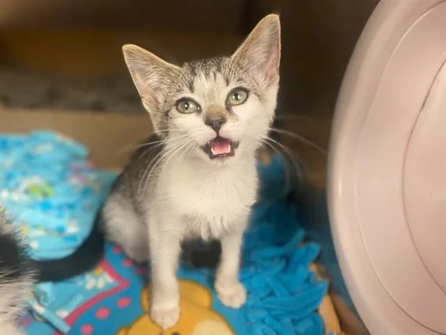 A baby small-sized female Domestic Short Hair cat named Bash for adoption in Fort Wayne, IN
