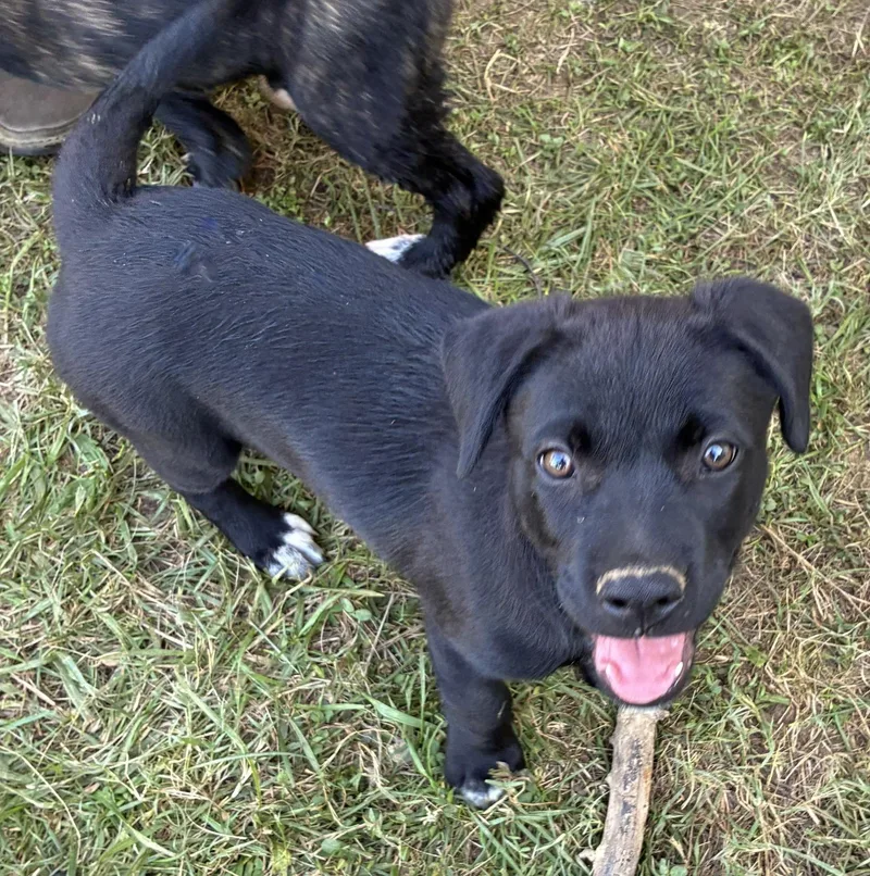 A baby medium-sized female Black Labrador Retriever dog named Toph for adoption in Albany, NY