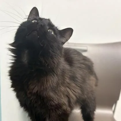 A young small-sized male Domestic Long Hair cat named Neptune for adoption in Janesville, WI