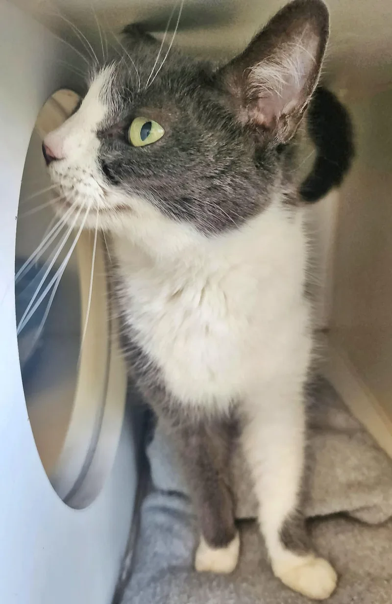 An adult medium-sized female Gray & White Domestic Short Hair cat named Haven for adoption in Gettysburg, PA