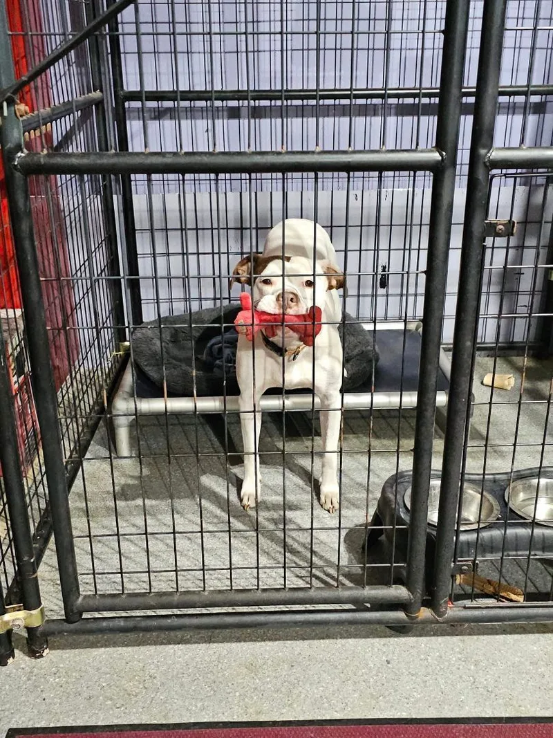 Pablo Aka Bowling Ball thumbnail 2