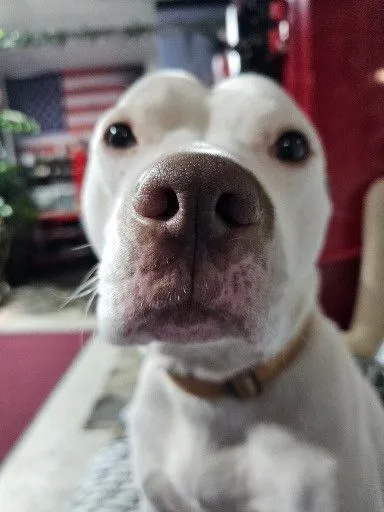 Pablo Aka Bowling Ball thumbnail 4