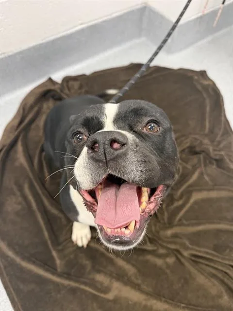 An adult large-sized female Boxer dog named Fawnda for adoption in Indianapolis, IN