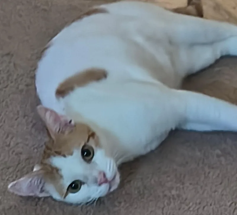 A young medium-sized female Domestic Short Hair cat named Ginger for adoption in Gilbert, AZ