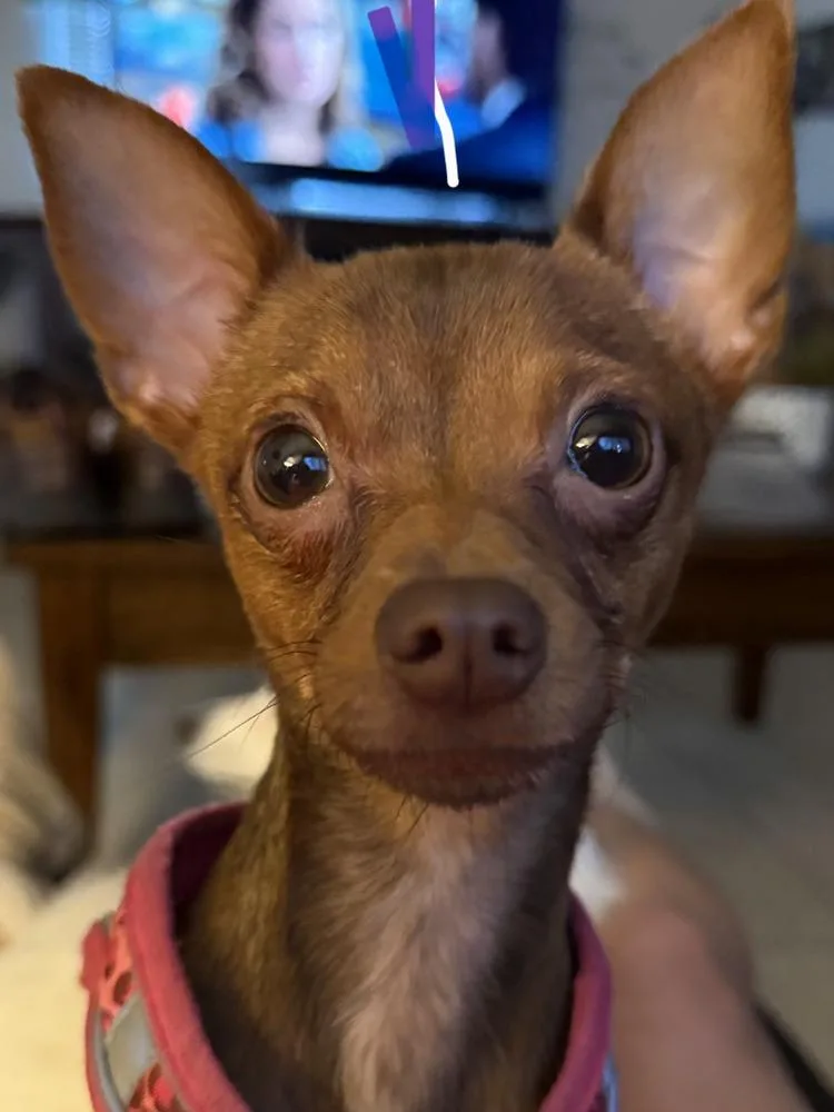 A baby small-sized female Chihuahua dog named Toffee for adoption in Orlando, FL