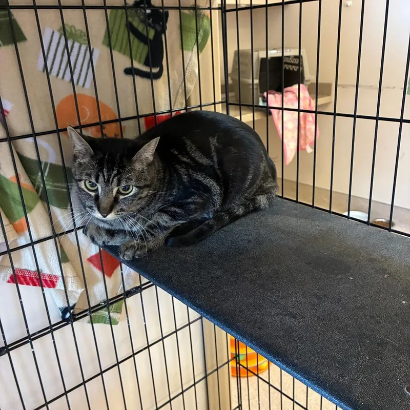A young medium-sized female Brown / Chocolate Domestic Short Hair cat named Pistachio for adoption in Kanab, UT