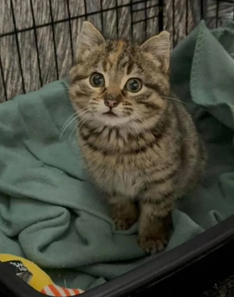 A baby small-sized female Domestic Short Hair cat named Gabby for adoption in Ladysmith, WI