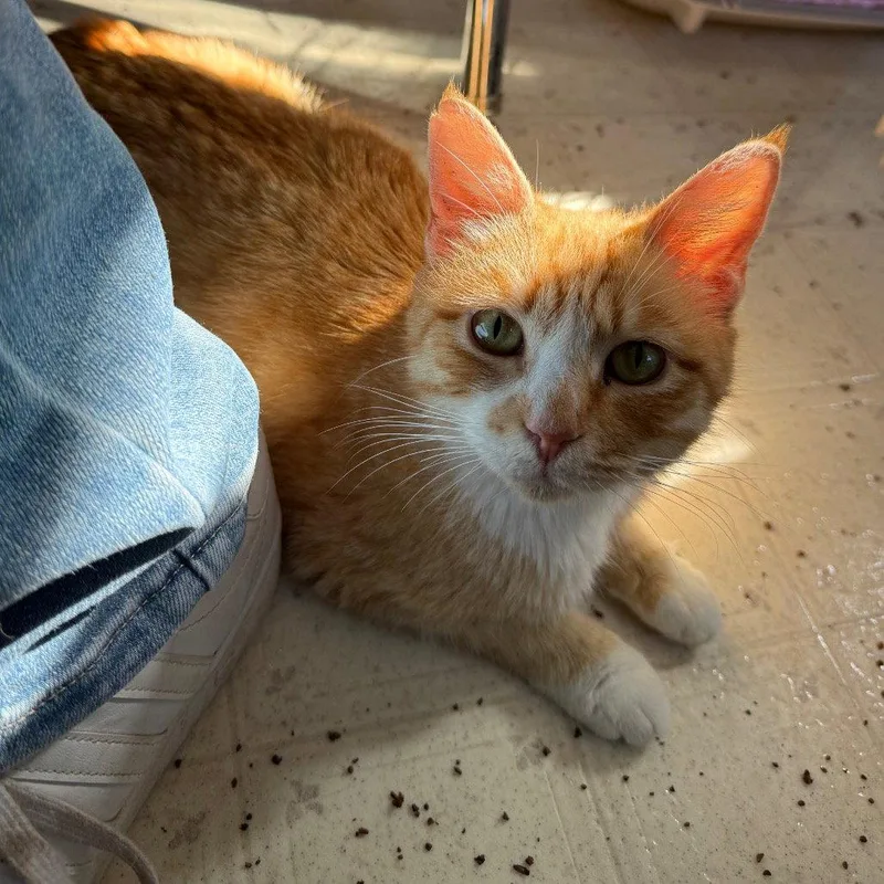 An adult small-sized female Orange / Red Domestic Short Hair cat named Cheesy Gordita Crunch for adoption in Chico, CA
