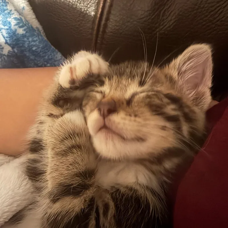 A baby small-sized female Buff / Tan / Fawn Domestic Short Hair cat named Tigre for adoption in Fredericksburg, TX