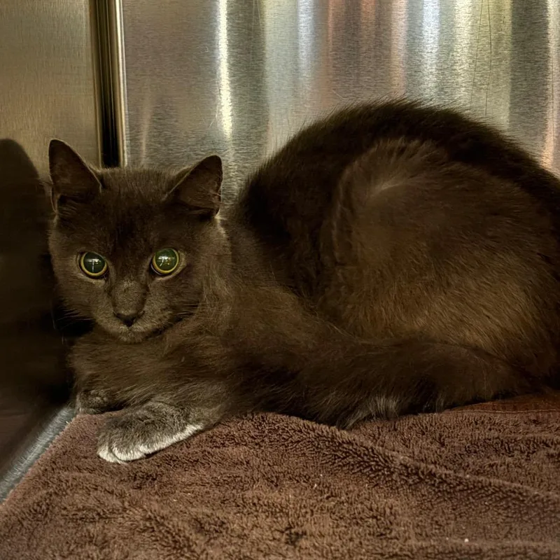 A young medium-sized female Gray / Blue / Silver Domestic Medium Hair cat named Morgan for adoption in Springfield, MA