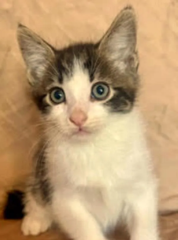 A baby small-sized male Domestic Short Hair cat named Tarot K S'More for adoption in Sherwood, OR