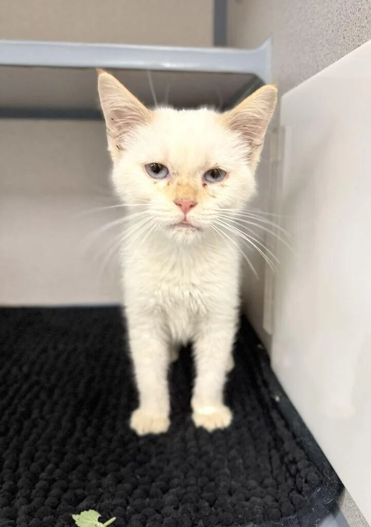 A baby small-sized female Domestic Short Hair cat named Jet for adoption in Fruit Heights, UT