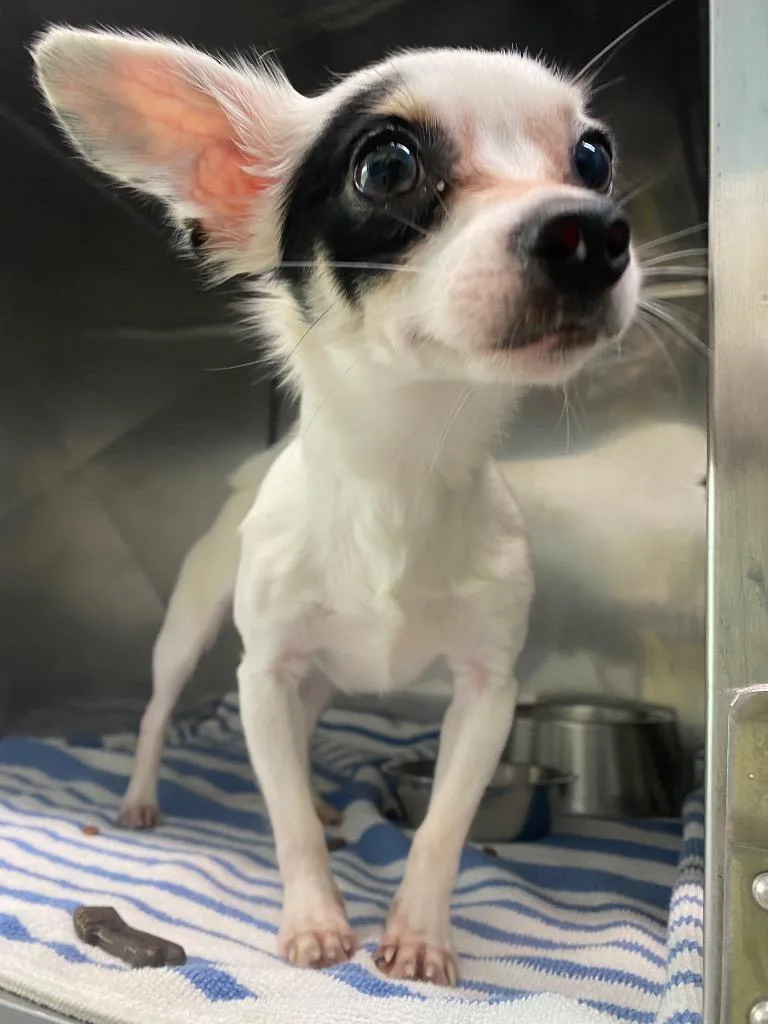 Jose Cuervo thumbnail 3