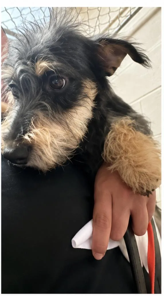 An adult small-sized male Terrier dog named Pepper for adoption in Portland, ME