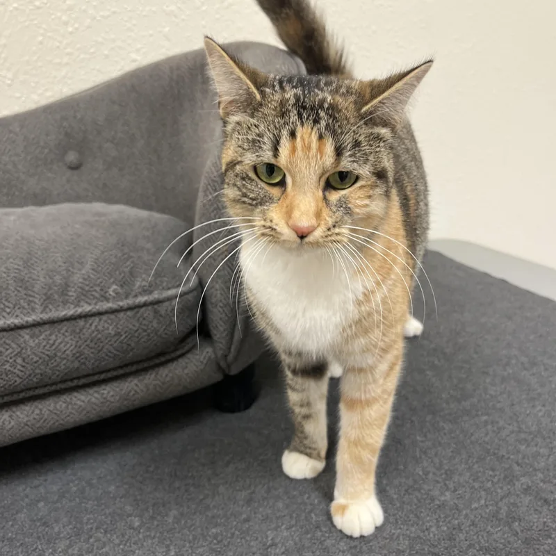 An adult medium-sized female Calico Domestic Short Hair cat named Charity for adoption in Red Wing, MN